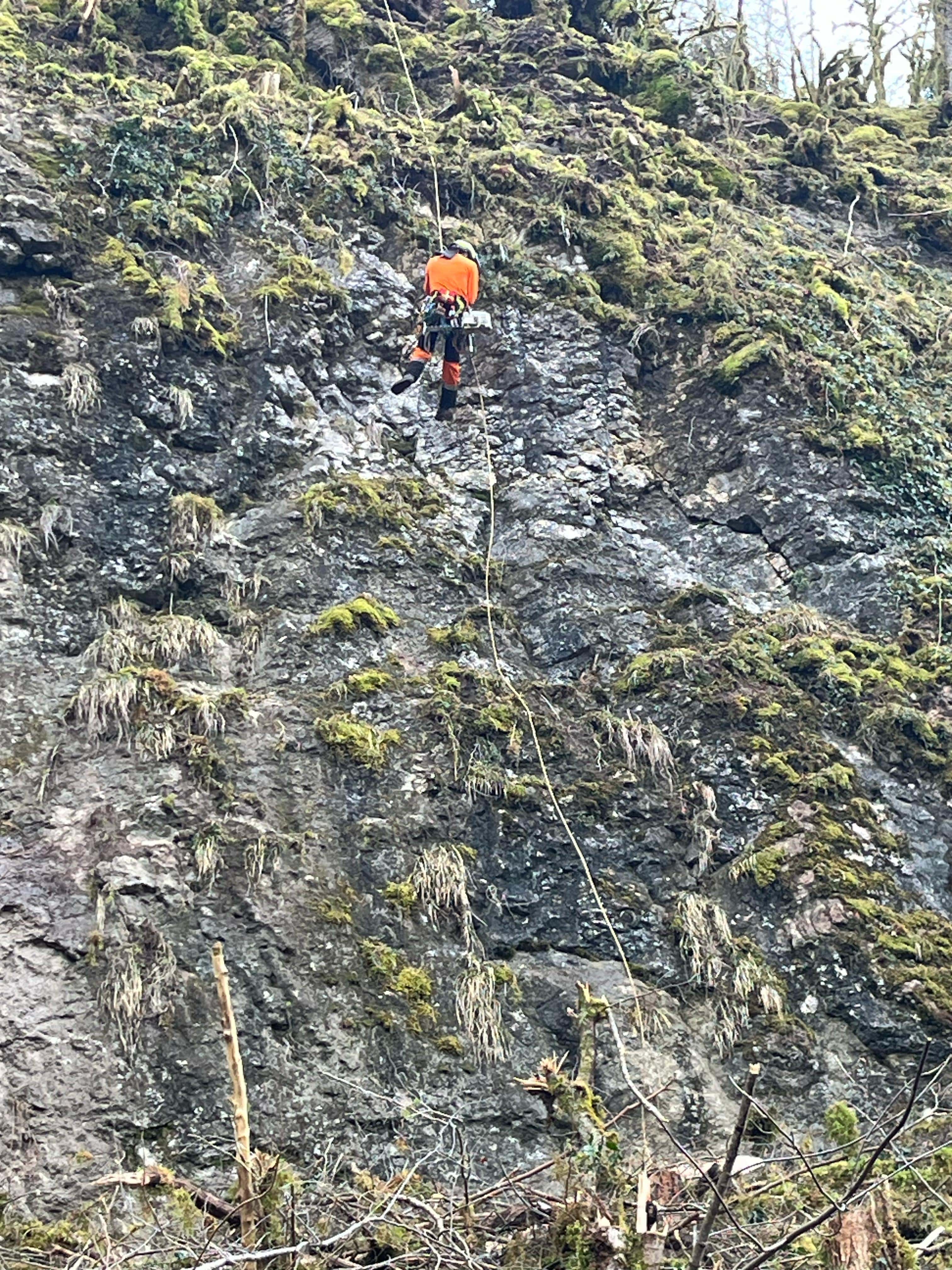 Sécurisation de falaise par élagage dans le Jura — SAS POLYVIER